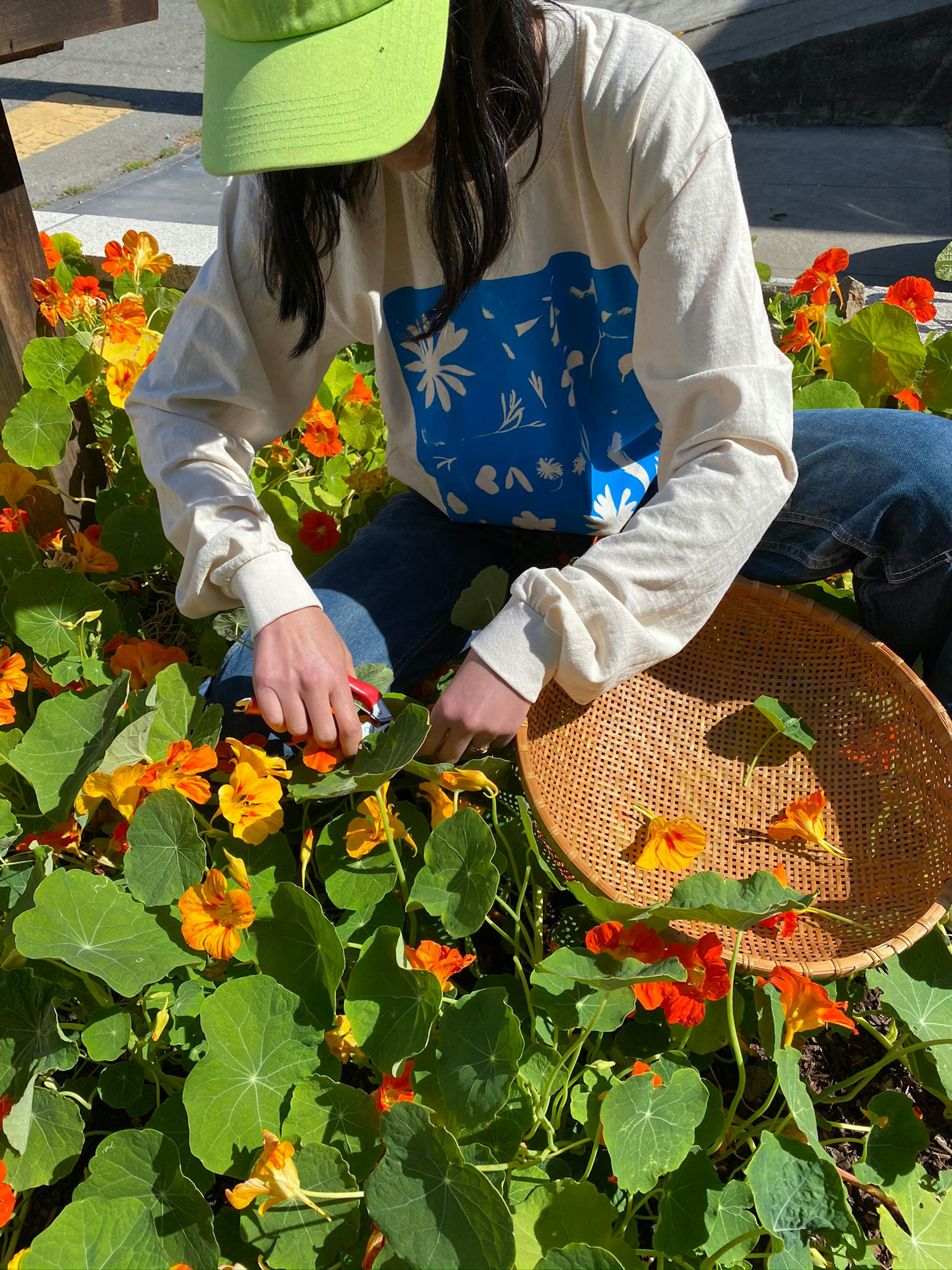 Person harvesting orange flowers.